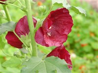 Шток-роза розовая – Alcea rosea L.