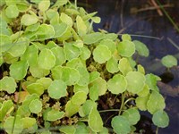 Щитолистник обыкновенный – Hydrocotyle vulgaris L.