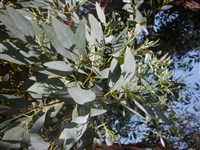 Эвкалипт округлый – Eucaliptus globosus Labill.