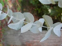 Эвкалипт пепельный – Eucaliptus cinerea F.Muell ex Benth.