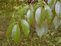 Эвкомия вязолистная, китайское гуттаперчевое дерево. – Eucommia ulmoides Oliv.