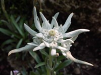 Эдельвейс альпийский – Leontopodium alpinum Cass.