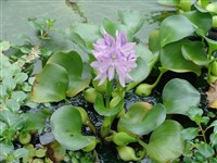 Эйхорния вздуточерешковая, водяной гиацинт, водяная орхидея – Eichhornia crassipes Solms.