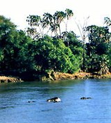 Экваториальная Гвинея (бегемоты в р. Мбини)