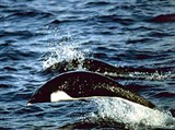 Южный китовидный дельфин (Lissodelphis peroni)