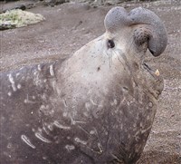 Южный морской слон (морда взрослого самца)