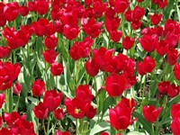 Юлия [Род тюльпан – Tulipa L.]