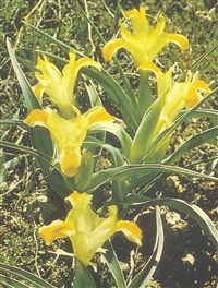 Юнона орхидная – Juno orchioides (Carr.) Vved.