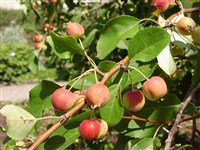 Яблоня выносливая, ранетка пурпурная – Malus x robusta (Carr.) Rehd.