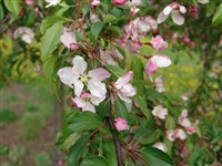 Яблоня обильноцветущая, японский крэб – Malus floribunda Sieb.ex Van Houtte (1)