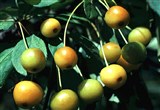 Яблоня обильноцветущая, японский крэб – Malus floribunda Sieb.ex Van Houtte (2)