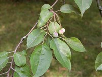 Яблоня сиккимская – Malus sikkimensis (Wenz.) Koehne