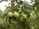 Яблоня сливолистная, китайская, китайка – Malus prunifolia (Willd.) Borkh. (2)
