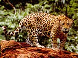 Ягуар (на дереве)
