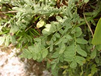Язвенник горный – Anthyllis montana L.