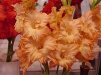 Янтарная Балтика [Род гладиолус (шпажник) – Gladiolus L.]