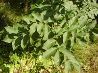 Ясень манновый, цветковый, белый – Fraxinus ornus L.