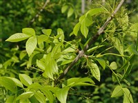 Ясень обыкновенный – Fraxinus excelsior L. (1)