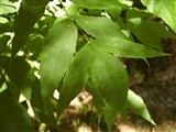 Ясень обыкновенный – Fraxinus excelsior L. (2)