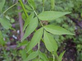 Ясень пенсильванский, пушистый, ланцетный – Fraxinus pennsylvanica Marsh. (4)
