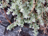 Ясколка альпийская – Cerastium alpinum L.