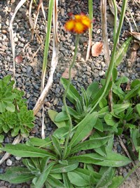 Ястребинка оранжево-красная – Hieracium aurantiacum L. (1)