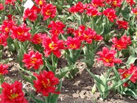 Abba [Род тюльпан – Tulipa L.]