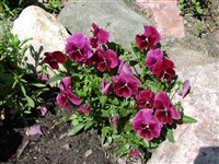 Abenglut [Род фиалка (виола) – Viola L.]