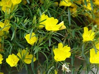 African San [Род энотера – Oenothera L.]