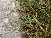 Afro [Род ситник – Juncus L.]