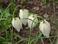 Afrodita [Род фритиллярия (рябчик) – Fritillaria L.]