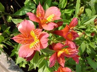 Afterglow [Род альстрёмерия – Alstroemeria L.]