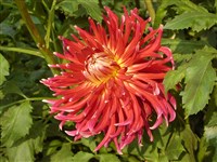 Akita [Род георгина (далия) – Dahlia Cav.]