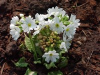 Alba [Род примула (первоцвет) – Primula L.]