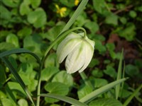 Alba [Род фритиллярия (рябчик) – Fritillaria L.]