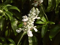 Alba (3) [Род шалфей (сальвия) – Salvia L.]