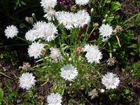 Alba Plena [Род василёк – Centaurea L.]