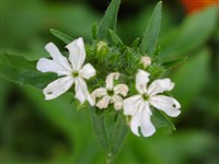 Alba (2) [Род лихнис (зорька) – Lychnis L.]