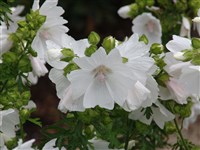 Alba (2) [Род мальва (просвирник) – Malva L] (1)