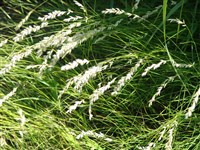 Alba (2) [Род перловник – Melica L.]