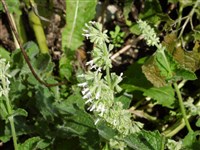 Alba (2) [Род шалфей (сальвия) – Salvia L.]