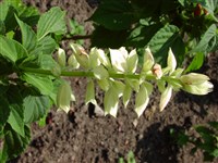 Alba (5) [Род шалфей (сальвия) – Salvia L.]