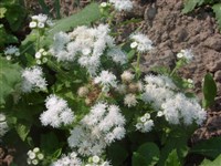 Alba [Род агератум – Ageratum L.]