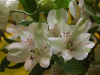 Alba [Род альстрёмерия – Alstroemeria L.]