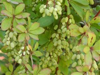 Alba [Род барбарис – Berberis L.]