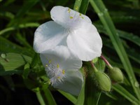 Alba [Род традесканция – Tradescantia L.]