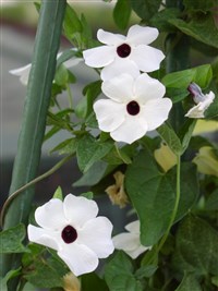 Alba [Род тунбергия – Thunbergia Retz.]