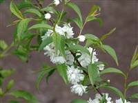 Alba Plena [Род микровишня – Microcerasus Webb emend Spach.]