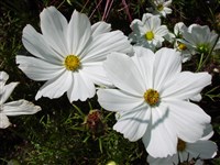 Albatrose [Род космос (космея, красотка) – Cosmos Cav.]