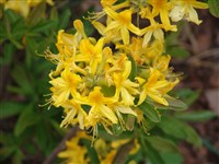 Album (1) [Род рододендрон – Rhododendron L.]